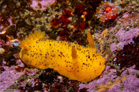 Doris montereyensis (Monterey Dorid)