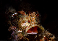 Neoclinus stephensae (Yellowfin Fringehead)