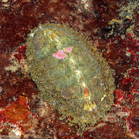 Mopalia lignosa (Woody Chiton)