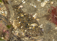 Citharichthys stigmaeus (Speckled Sanddab)