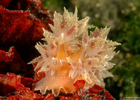 Dirona picta (Colorful Dirona)