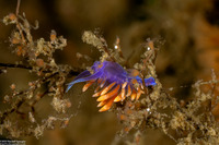 Flabellinopsis iodinea (Spanish Shawl)
