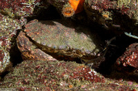 Cancer productus (Red Rock Crab)