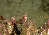 Pandalus danae (Dock Shrimp)