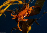 Pugettia producta (Northern Kelp Crab)