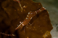 Heptacarpus stylus (Stiletto Shrimp)