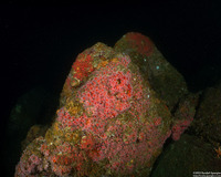 Corynactis californica (Club-Tipped Anemone)