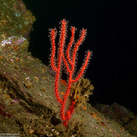 Leptogorgia chilensis (Red Gorgonian)