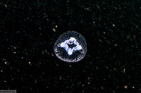 Annatiara affinis (Annatiara Affinis)