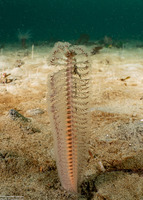 Stylatula elongata (White Sea Pen)