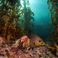 Embiotoca jacksoni (Black Perch)