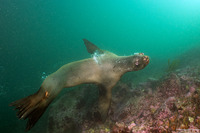 Zalophus californianus (California Sea Lion)