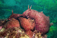 Aplysia californica (Brown Sea Hare)