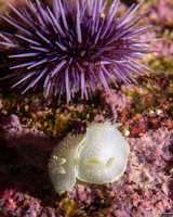 Acanthodoris hudsoni (Hudson's Horned Dorid)
