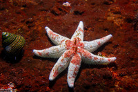 Leptasterias hexactis (Six-Arm Star)