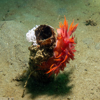 Dendronotus iris (Rainbow Dendronotus)