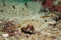 Pleuronichthys coenosus (C-O Sole)