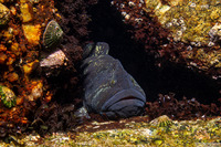 Cebidichthys violaceus (Monkeyface Prickleback)