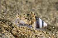 Rictaxis punctocaelatus (Striped Barrel Shell)