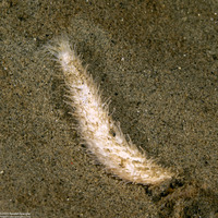 Pseudocnus lubricus (Fisher's Sea Cucumber)