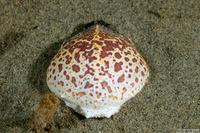 Randallia ornata (Purple Globe Crab)
