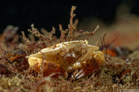 Cancer productus (Red Rock Crab)