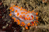 Limacia mcdonaldi (McDonald's Dorid)