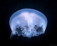 Aurelia aurita (Moon Jelly)