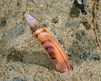 Ensis californicus (California Razor Clam)