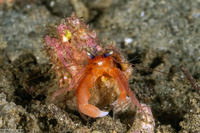 Pagurus retrorsimanus (Pagurus Retrorsimanus)