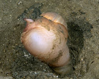 Neverita lewisii (Lewis's Moon Snail)