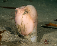 Neverita lewisii (Lewis's Moon Snail)
