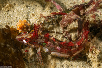 Gibbonsia montereyensis (Crevice Kelpfish)
