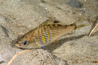 Cymatogaster aggregata (Shiner Perch)