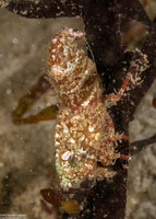 Spirontocaris prionota (Deep Blade Shrimp)