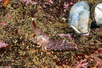 Pandalus danae (Dock Shrimp)