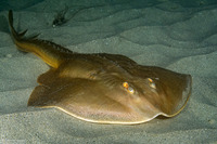 Platyrhinoidis triseriata (Thornback)