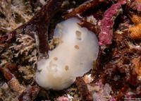 Diaulula sandiegensis (San Diego Dorid)