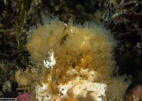 Ciona savignyi (Sea Vase)