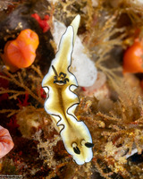 Doriprismatica atromarginata (Dark Margin Glossodoris)