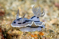 Chromodoris willani (Willan's Chromodoris)