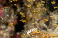 Idiomysis sp.1 (Hovering Opossum Shrimp)