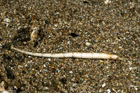 Festucalex kulbickii (Kulbicki’s Pipefish)