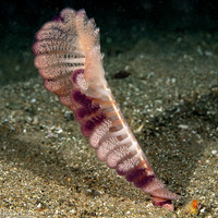 Virgularia sp.1 (Virgularia sp.1)