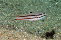 Valenciennea helsdingenii (Twostripe Goby)