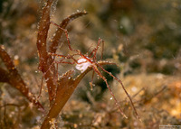 Class Pycnogonida (Sea Spider)