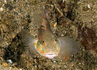 Valenciennea puellaris (Orange-Dashed Goby)