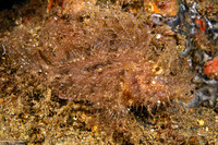 Rhinopias frondosa (Weedy Scorpionfish)