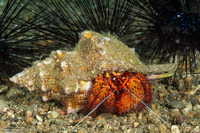 Dardanus megistos (White-Spotted Hermit Crab)