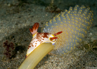 Nembrotha lineolata (Lined Nembrotha)